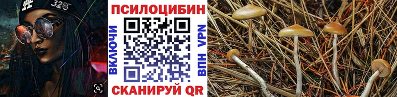 Псилоцибиновые грибы Psilocybine cubensis Балей